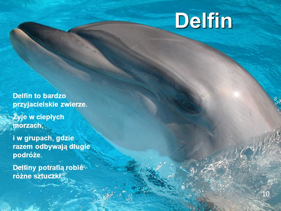 10 Delfin Delfin to bardzo przyjacielskie zwierze.