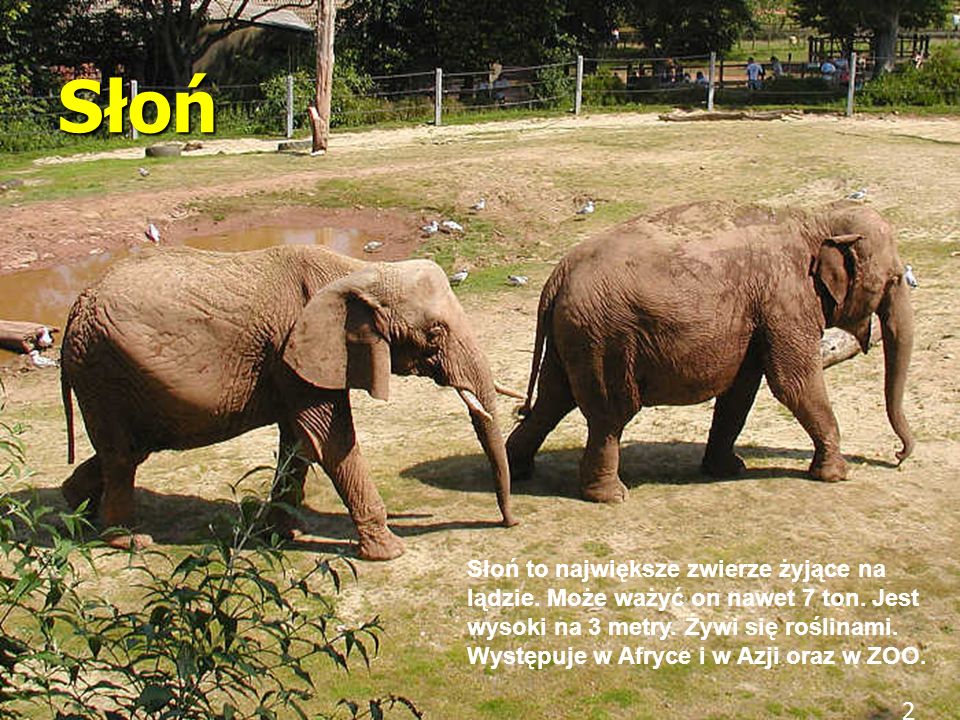 2 Słoń Słoń to największe zwierze żyjące na lądzie.