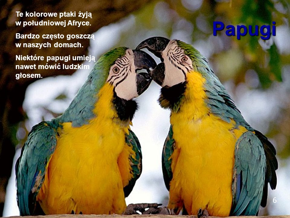 6 Papugi Te kolorowe ptaki żyją w południowej Afryce.