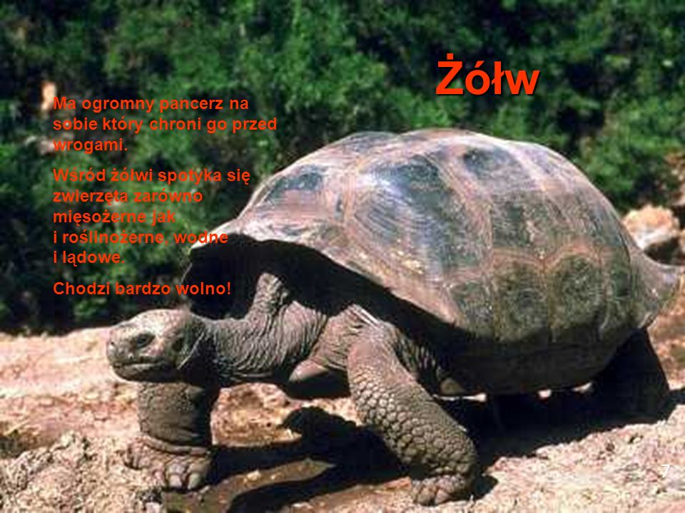 7 Żółw Ma ogromny pancerz na sobie który chroni go przed wrogami.
