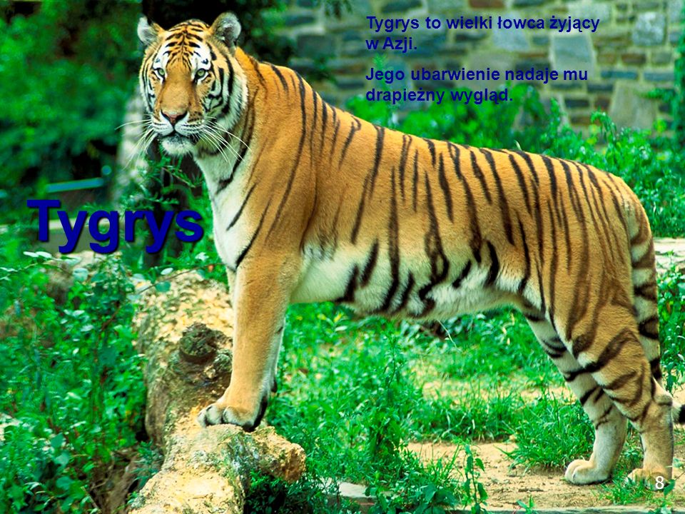 8 Tygrys Tygrys to wielki łowca żyjący w Azji. Jego ubarwienie nadaje mu drapieżny wygląd. 8