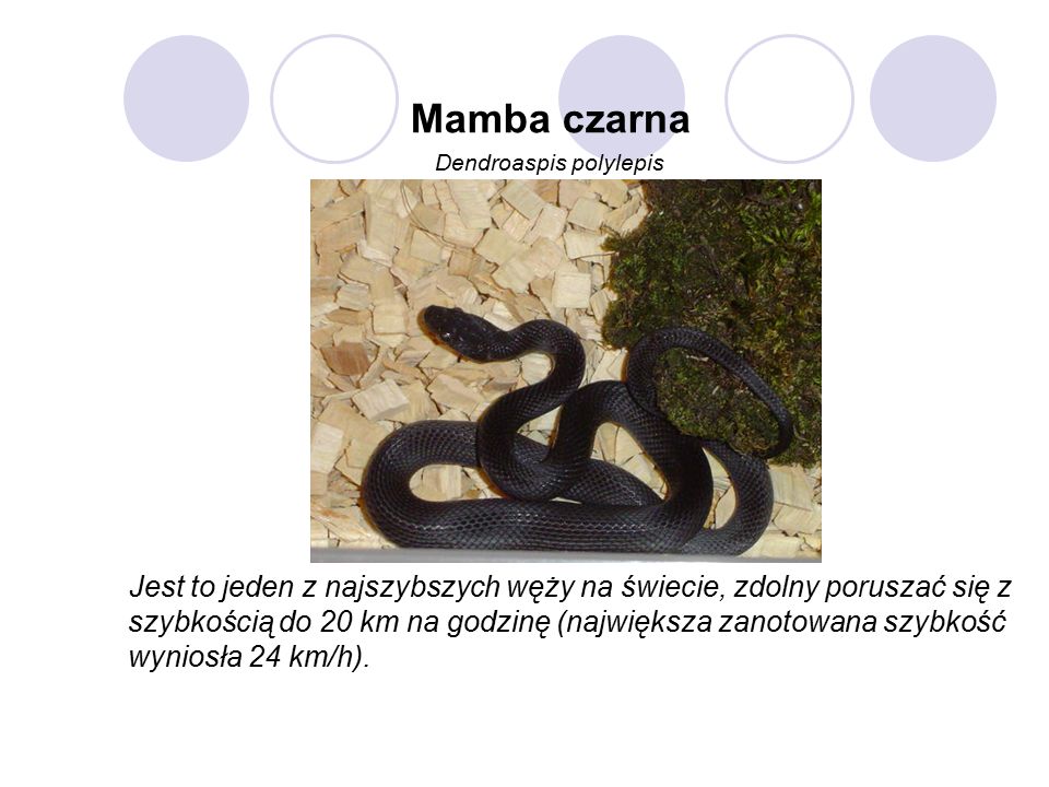 Mamba czarna Dendroaspis polylepis Jest to jeden z najszybszych węży na świecie, zdolny poruszać się z szybkością do 20 km na godzinę (największa zanotowana szybkość wyniosła 24 km/h).