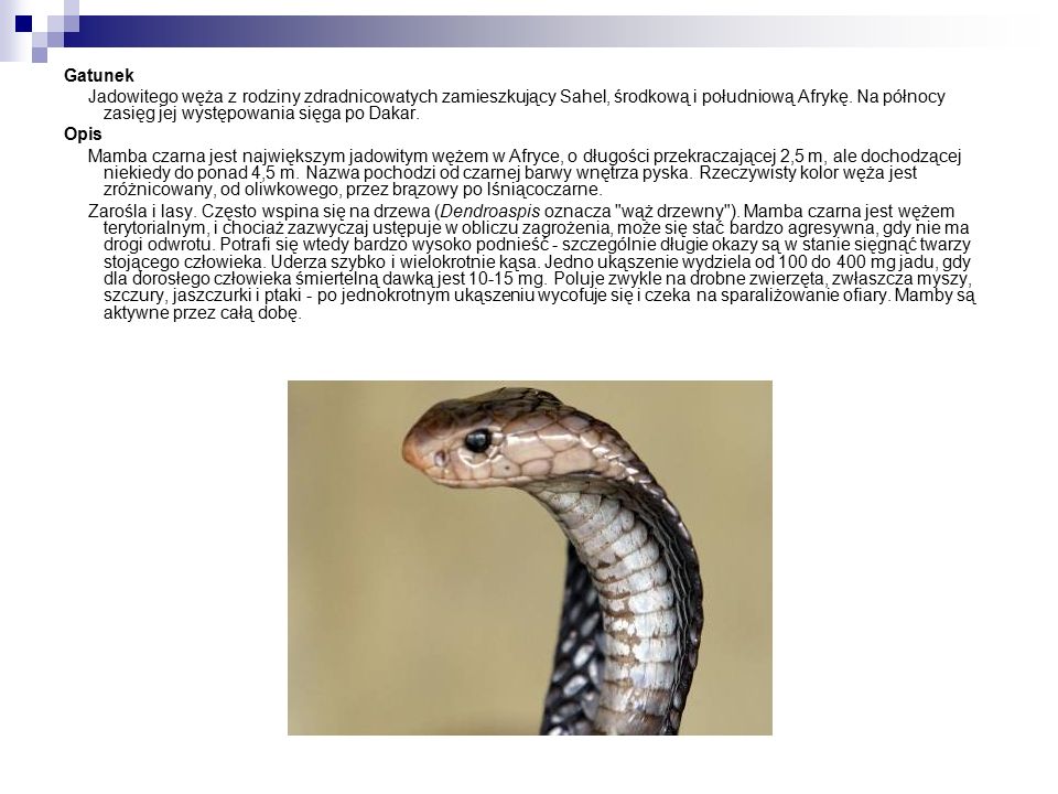 Gatunek Jadowitego węża z rodziny zdradnicowatych zamieszkujący Sahel, środkową i południową Afrykę.