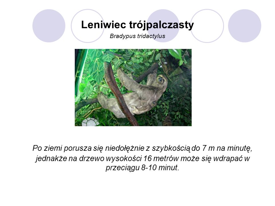 Leniwiec trójpalczasty Bradypus tridactylus Po ziemi porusza się niedołężnie z szybkością do 7 m na minutę, jednakże na drzewo wysokości 16 metrów może się wdrapać w przeciągu 8-10 minut.