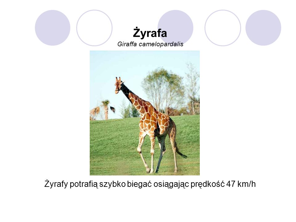 Żyrafa Giraffa camelopardalis Żyrafy potrafią szybko biegać osiągając prędkość 47 km/h