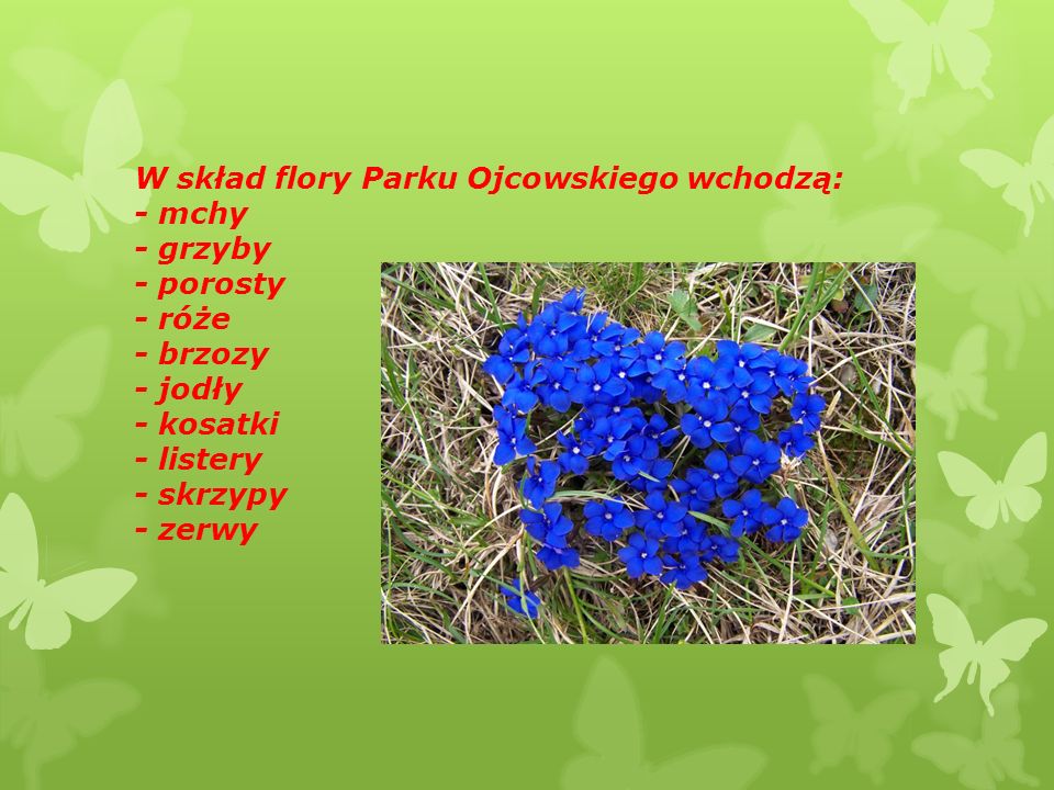 W skład flory Parku Ojcowskiego wchodzą: - mchy - grzyby - porosty - róże - brzozy - jodły - kosatki - listery - skrzypy - zerwy