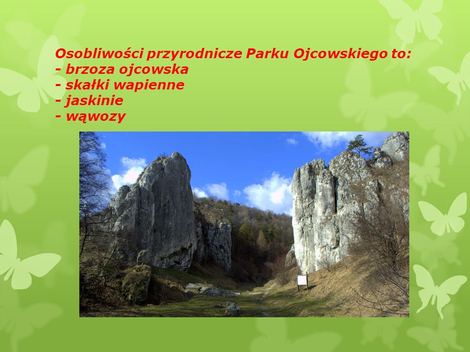Osobliwości przyrodnicze Parku Ojcowskiego to: - brzoza ojcowska - skałki wapienne - jaskinie - wąwozy