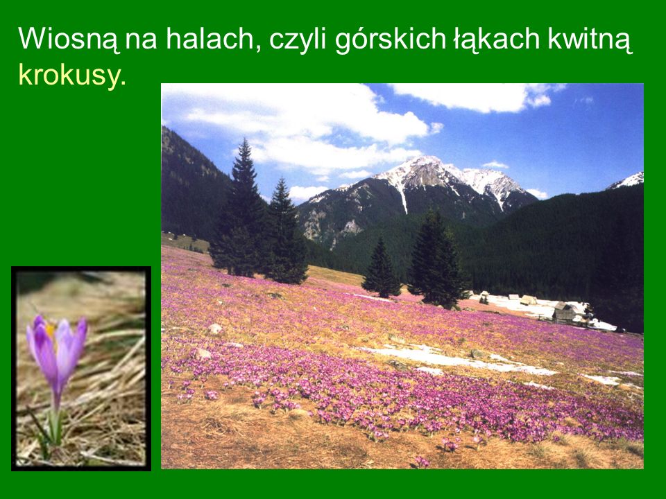 Wiosną na halach, czyli górskich łąkach kwitną krokusy.