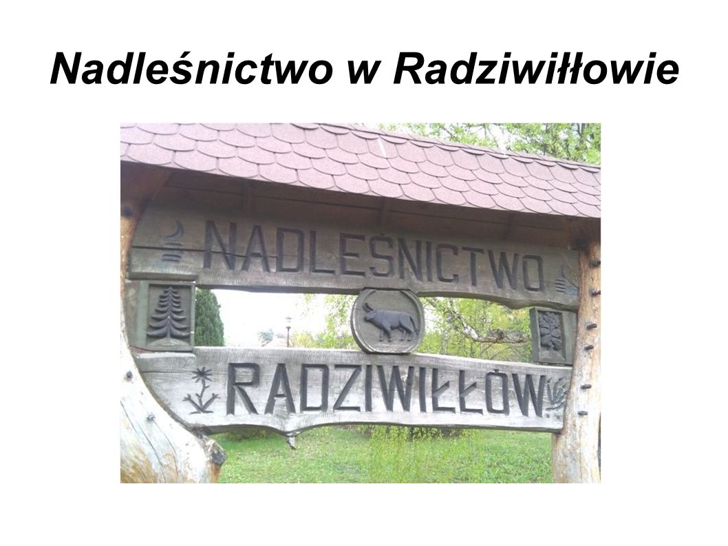 Nadleśnictwo w Radziwiłłowie
